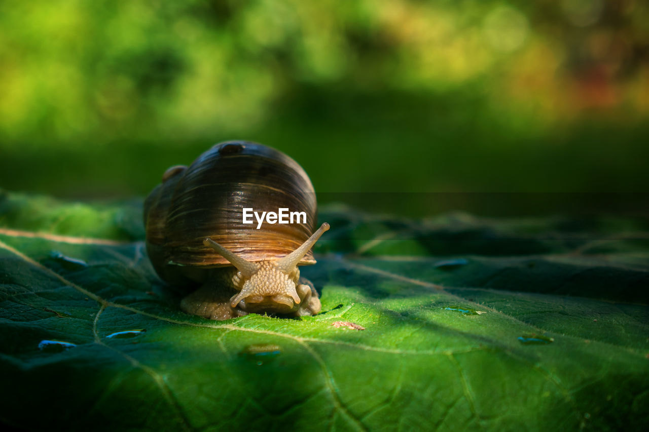 CLOSE-UP OF SNAIL ON A GREEN LEAF