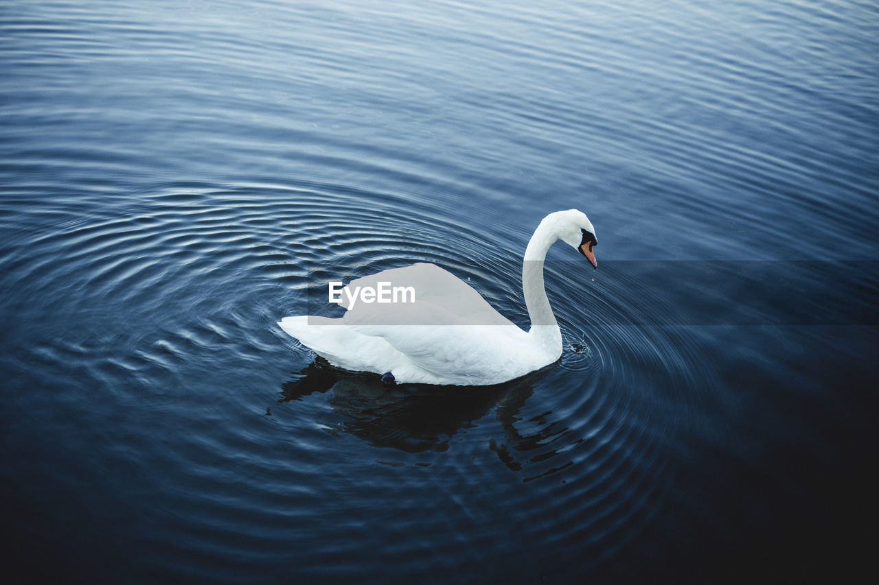 White swan swiming on the water. 