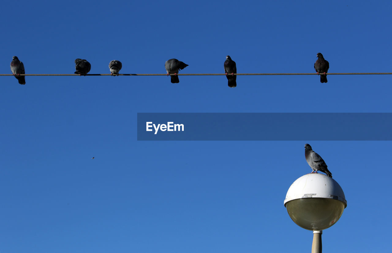 Low angle view of birds perching on cable against blue sky. pigeons. 