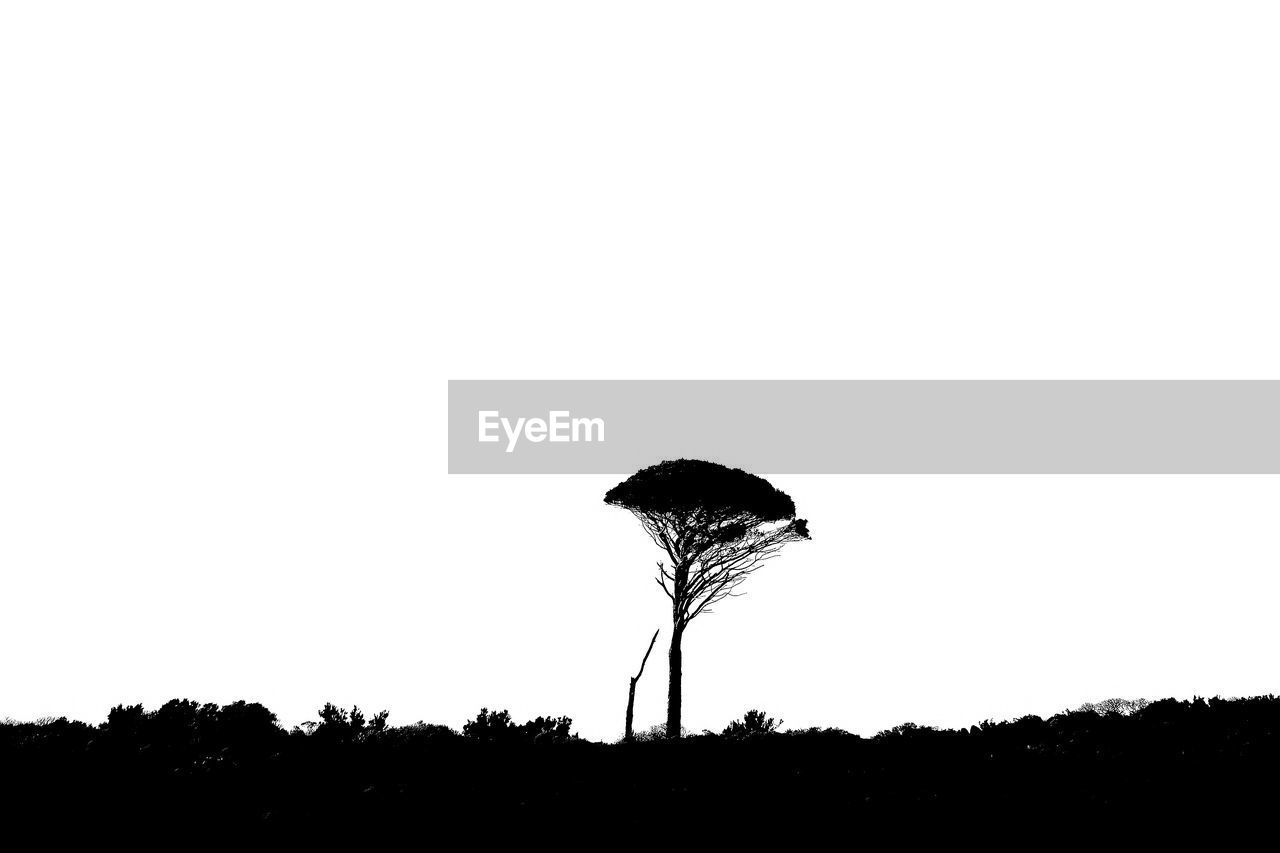 Silhouette trees growing on field against clear sky