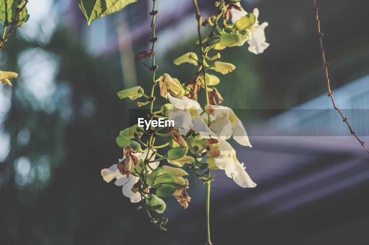 Close-up of yellow flowering plant