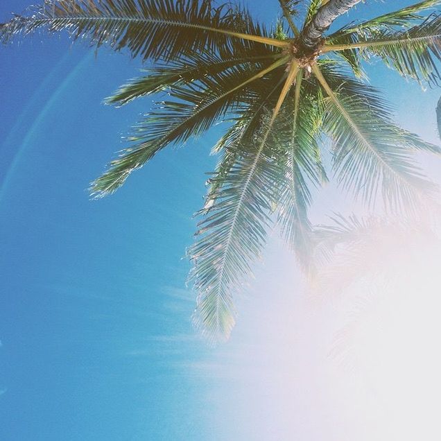 LOW ANGLE VIEW OF PALM TREES AGAINST BLUE SKY