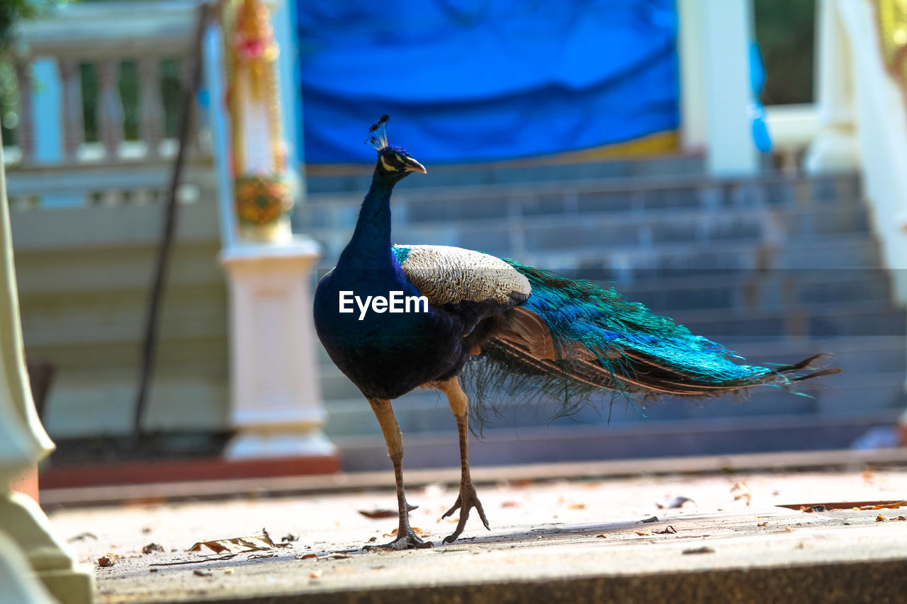 CLOSE-UP OF A BIRD PERCHING