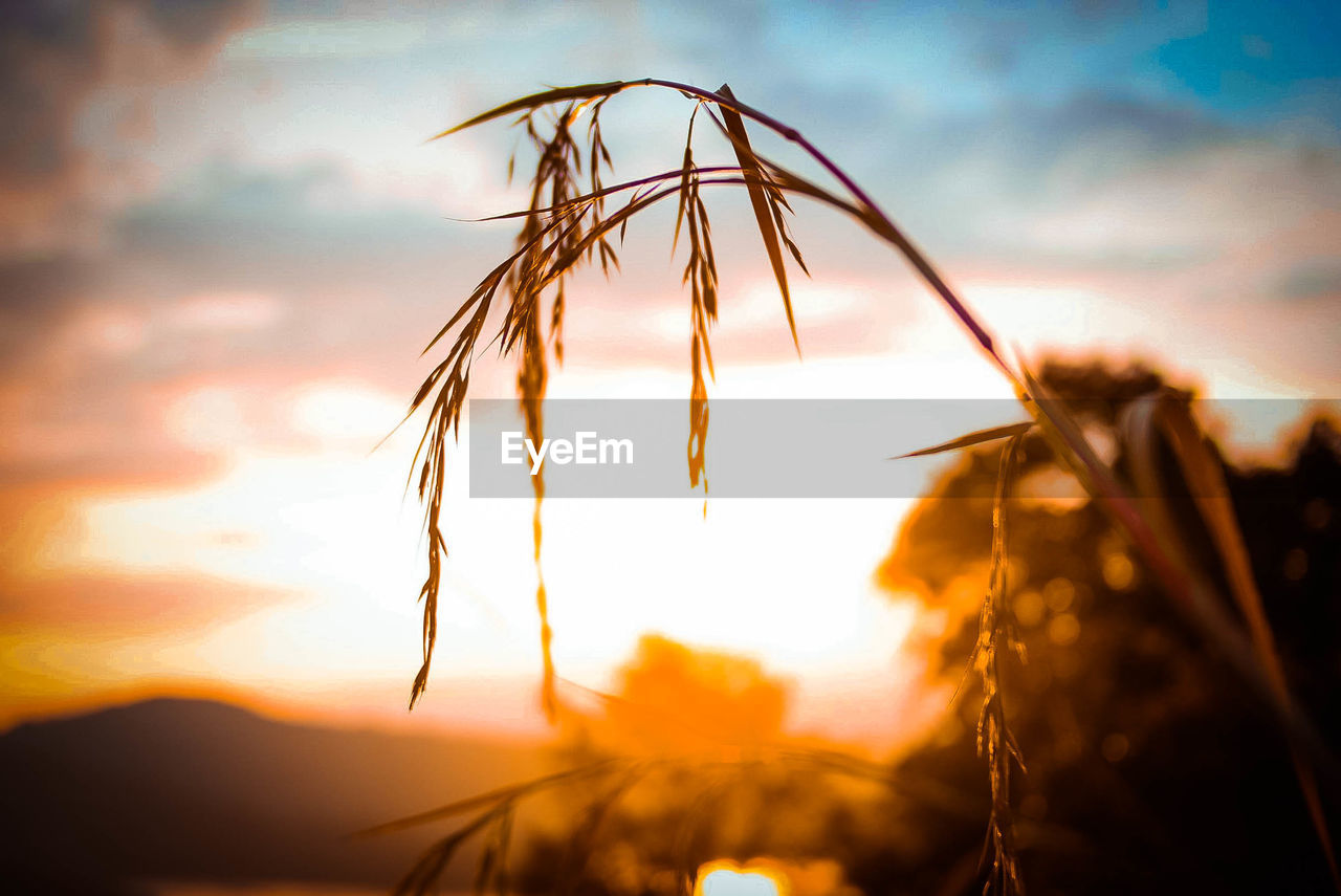 CLOSE-UP OF STALKS AGAINST SKY AT SUNSET