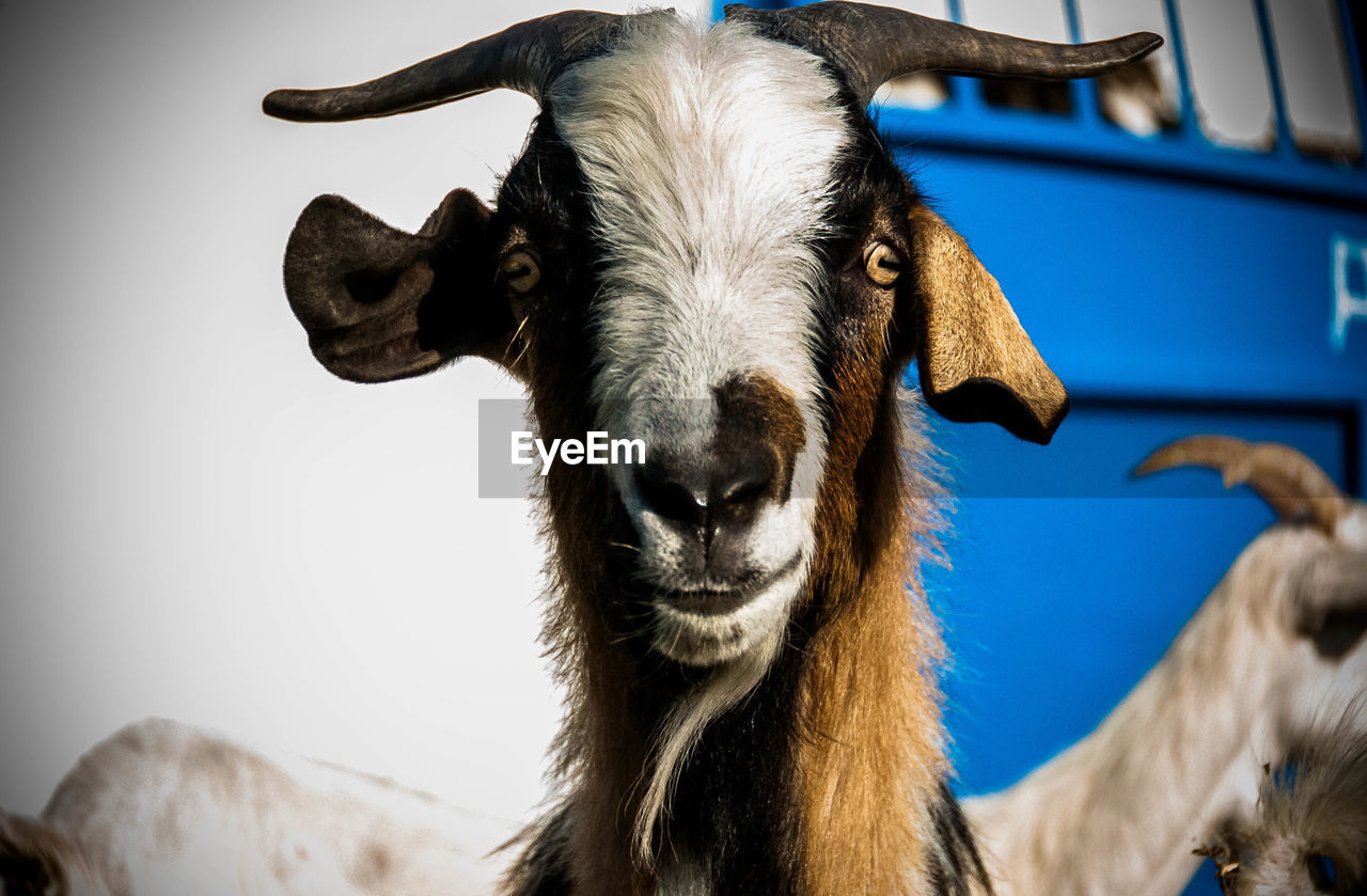 Portrait of goat