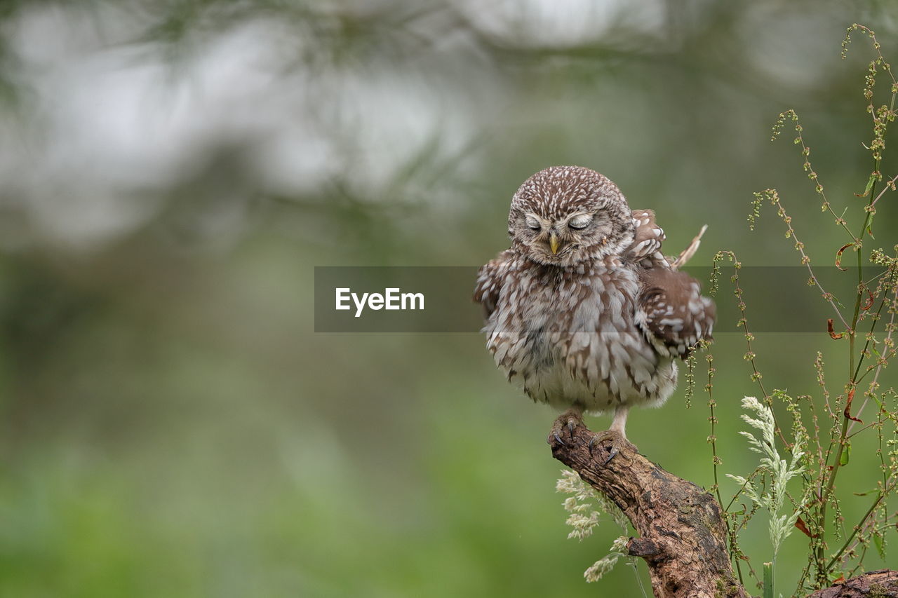 CLOSE-UP OF OWL PERCHING ON TREE