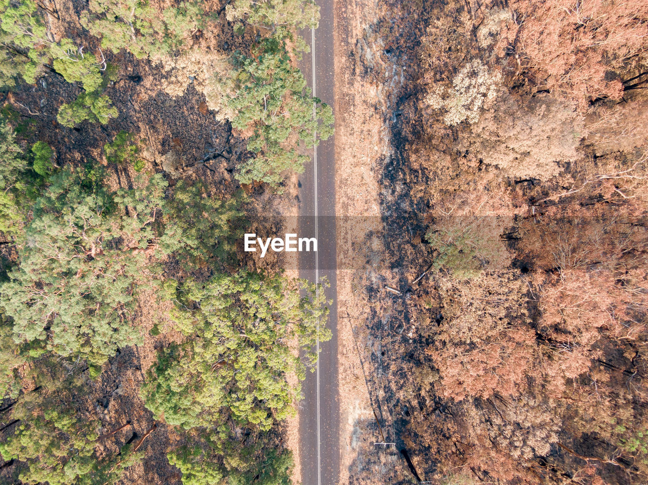 Bird's eye view of a country road near sydney, leading through burnt forest after bushfires in 2019.
