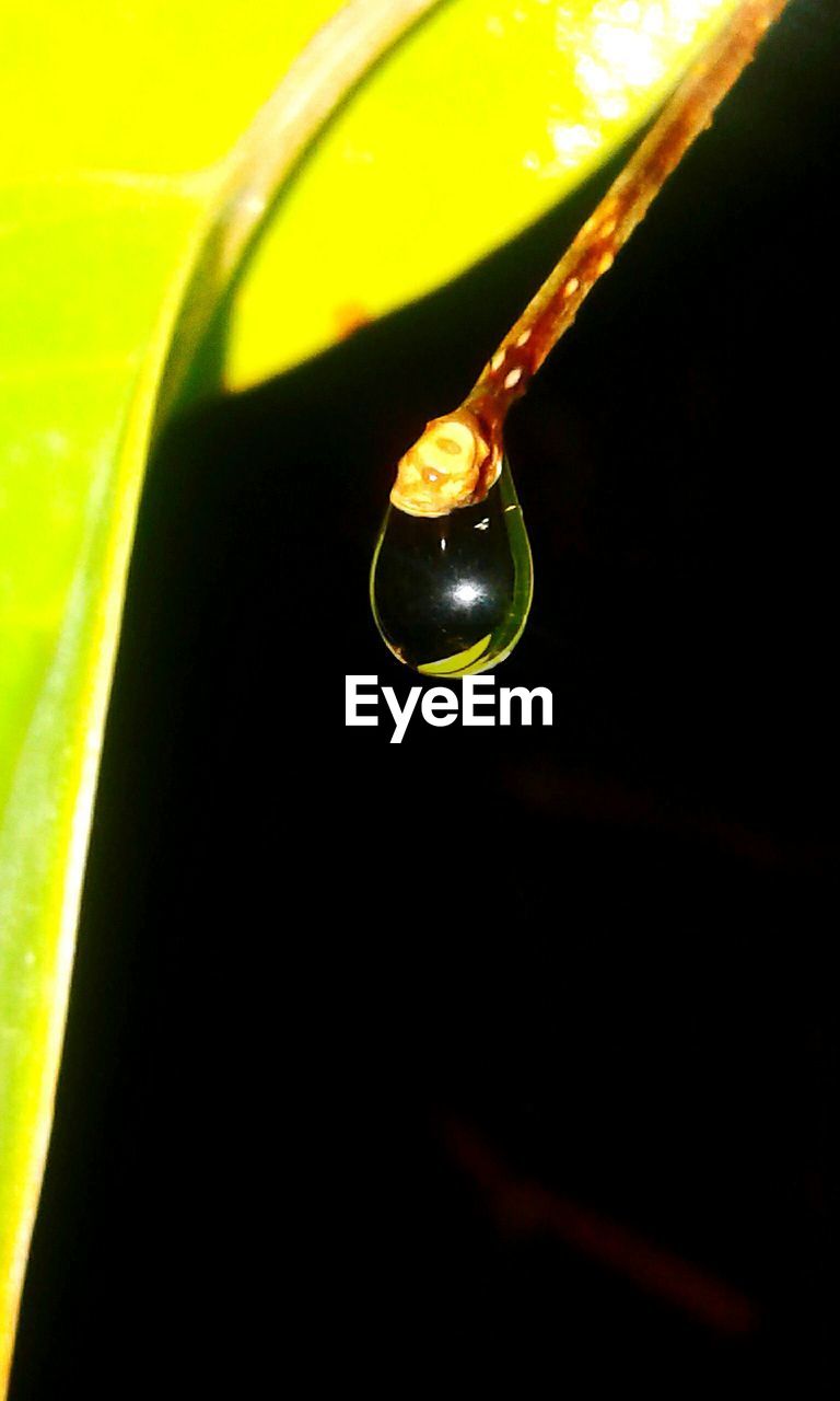 CLOSE-UP OF WATER DROP ON LEAF OUTDOORS