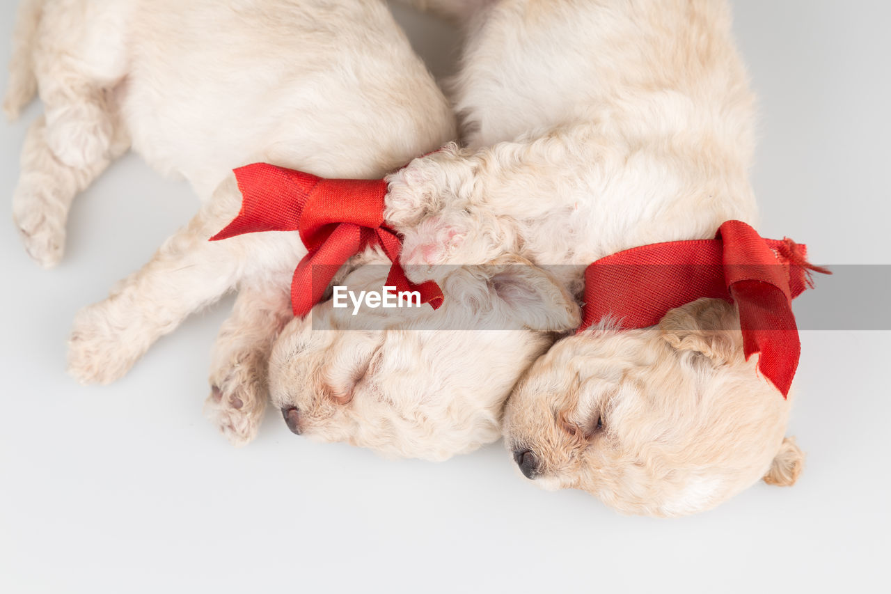 Top view of two puppies snuggling in white background 
