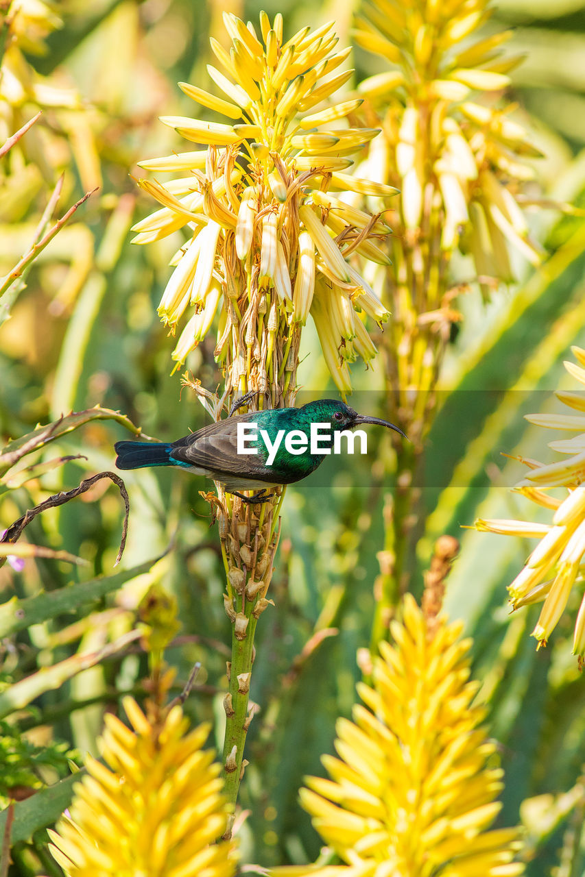 Close-up of bird perching on plant