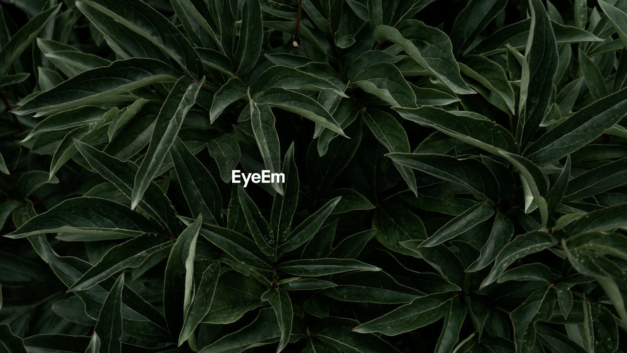 Full frame shot of green plant