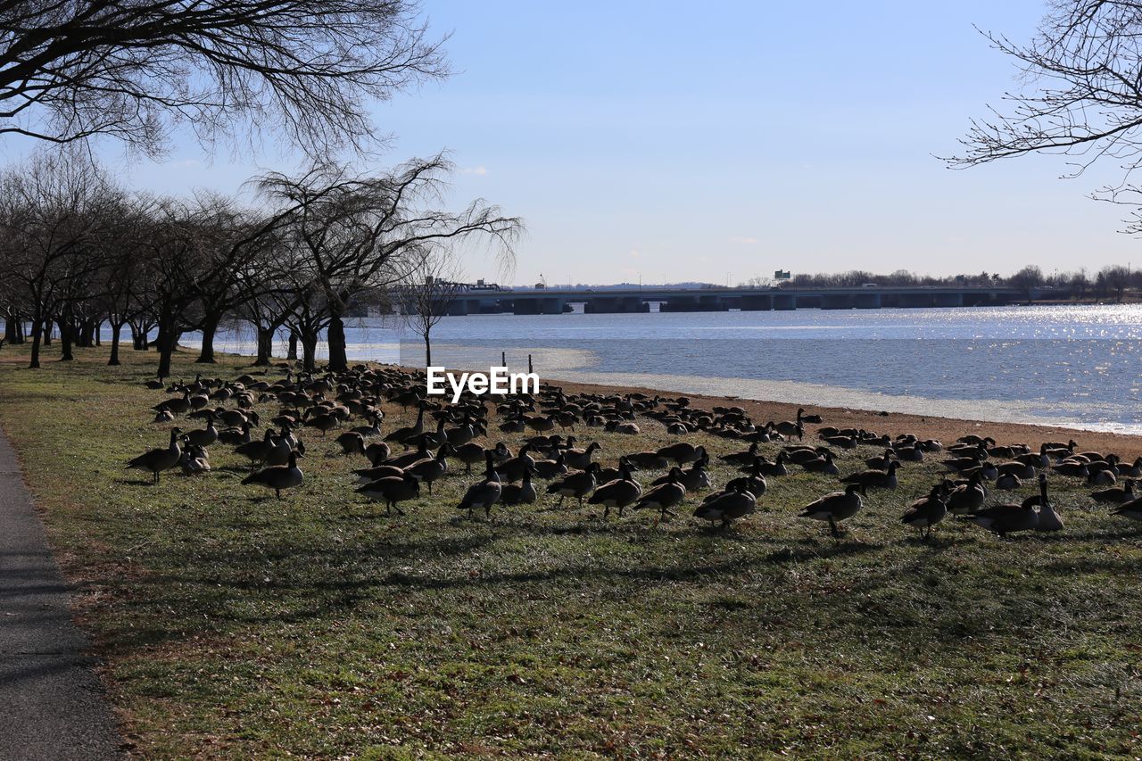 FLOCK OF BIRDS IN THE SEA