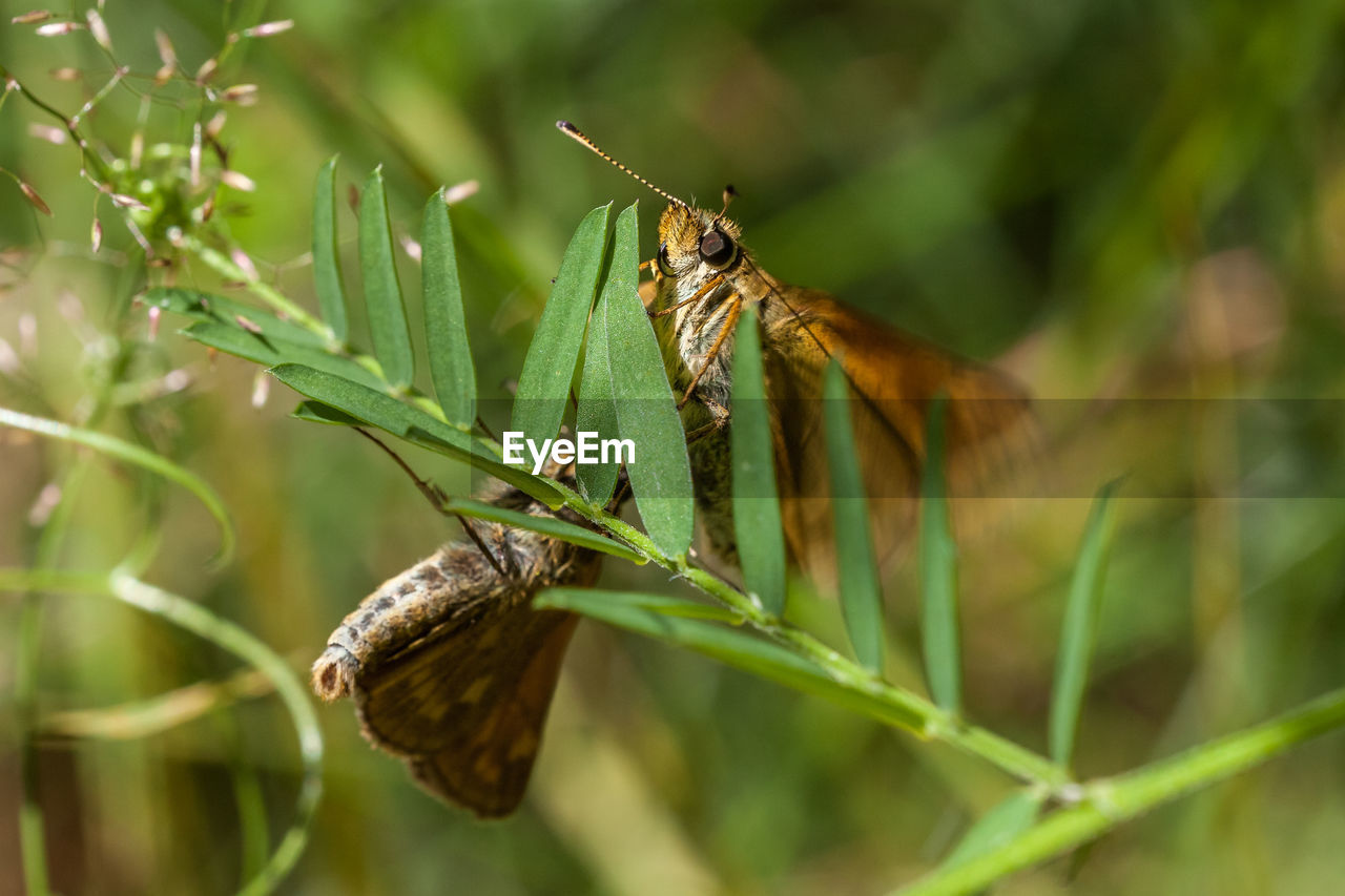 CLOSE-UP OF INSECT ON A PLANT