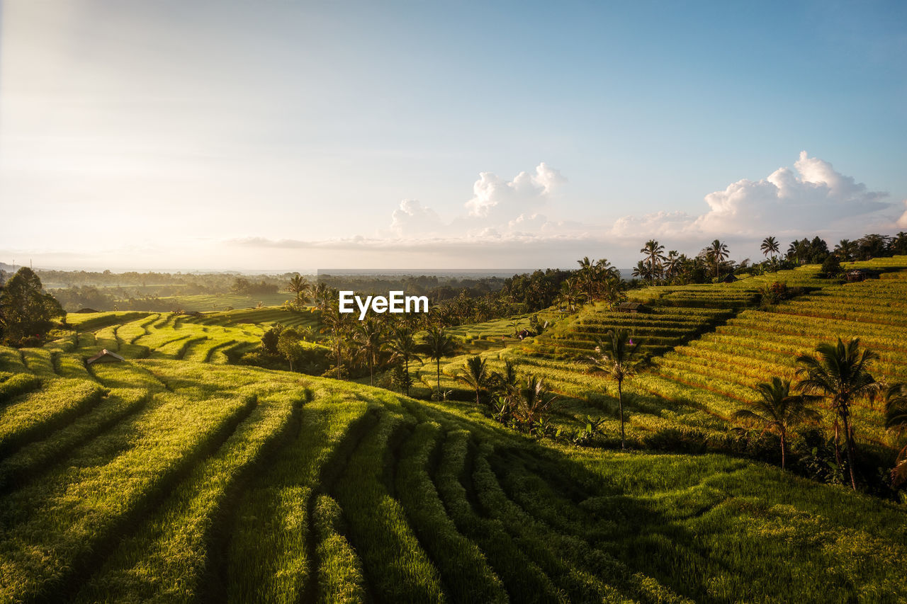 landscape, environment, field, agriculture, land, rural scene, crop, sky, scenics - nature, plant, nature, farm, rural area, beauty in nature, flower, growth, hill, travel, tree, food and drink, sun, environmental conservation, sunlight, cloud, morning, tranquility, social issues, plain, no people, outdoors, grassland, food, valley, sunrise, plantation, green, architecture, travel destinations, tourism, building, tranquil scene, tea crop, in a row, pattern, plateau