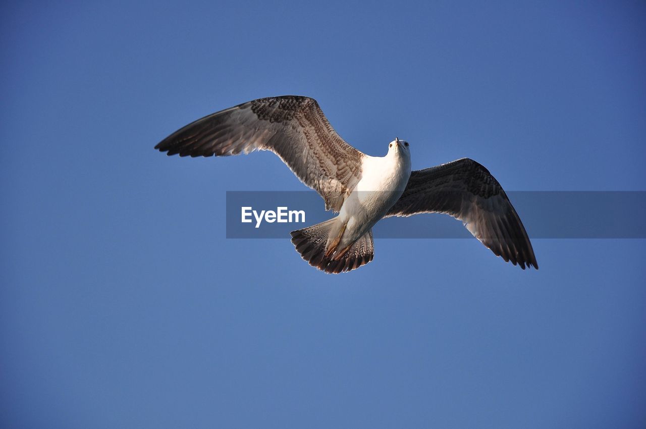 animal themes, animal, bird, animal wildlife, wildlife, flying, one animal, spread wings, blue, animal body part, sky, clear sky, beak, seabird, mid-air, gull, nature, no people, wing, low angle view, motion, animal wing, bird of prey, outdoors, copy space, full length, sunny, day