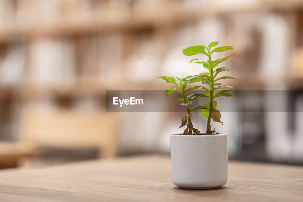 CLOSE-UP OF PLANT ON TABLE