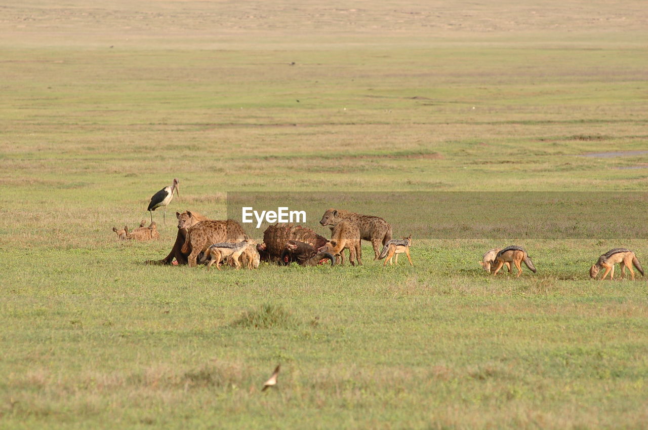 Foxes and hyenas eating dead animal on field