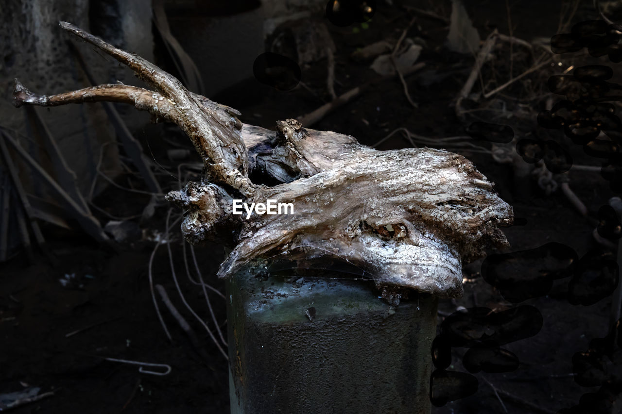 CLOSE-UP OF SNAKE IN WATER