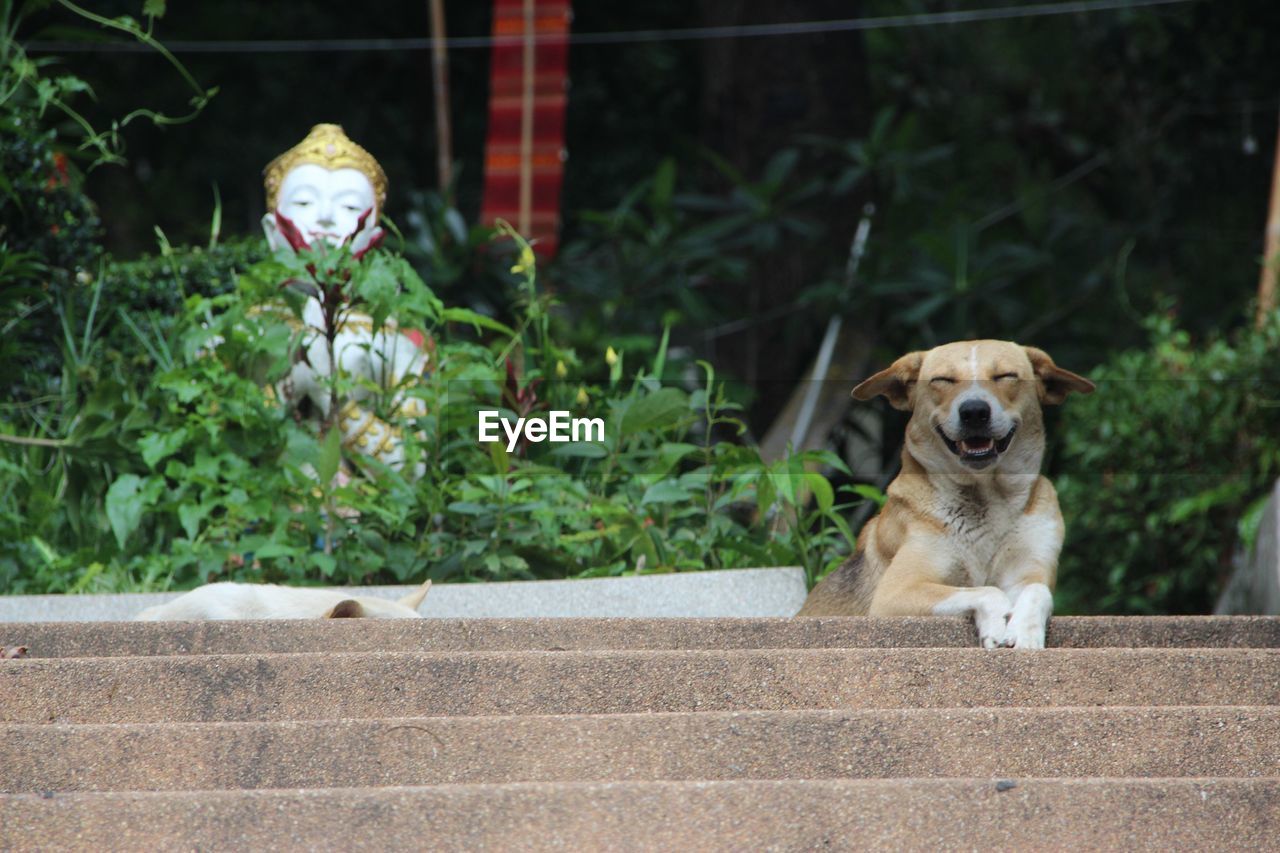 Close-up of dog outdoors