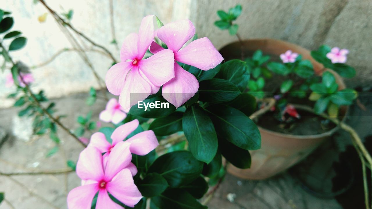 CLOSE-UP OF PINK FLOWERS BLOOMING IN GARDEN