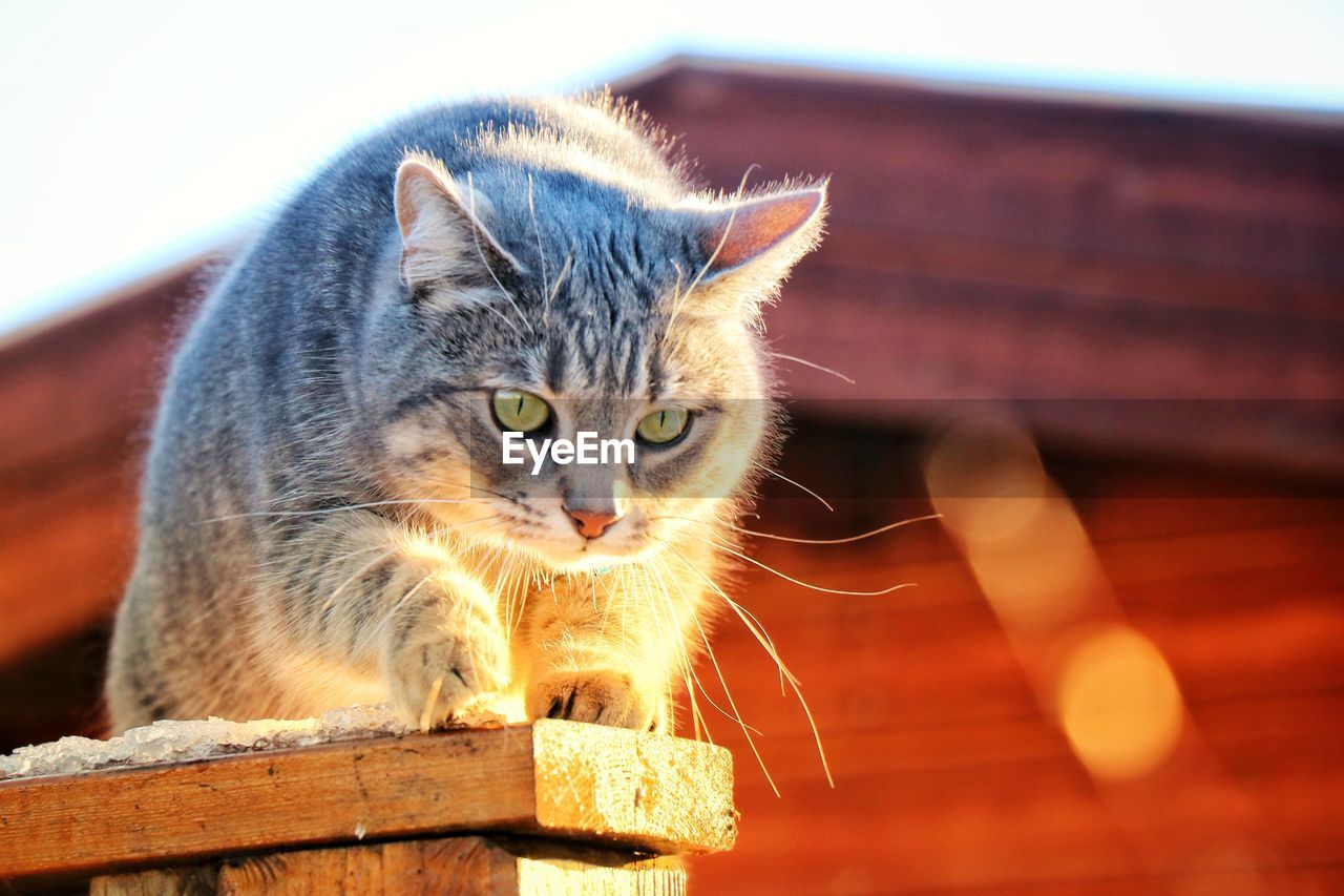 CLOSE-UP OF CAT ON WOOD AGAINST BLURRED BACKGROUND