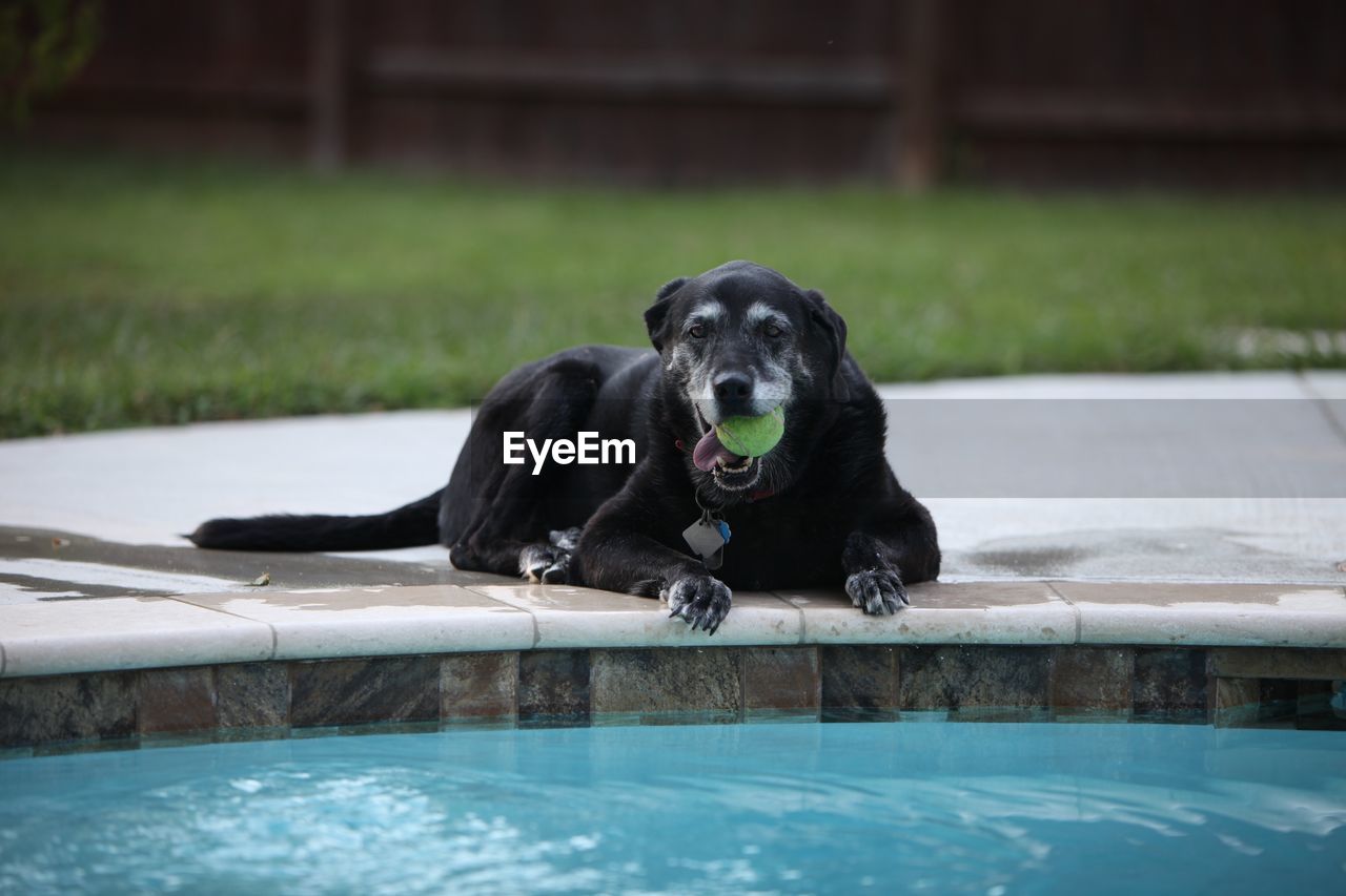 Dog with ball in mouth lying at poolside