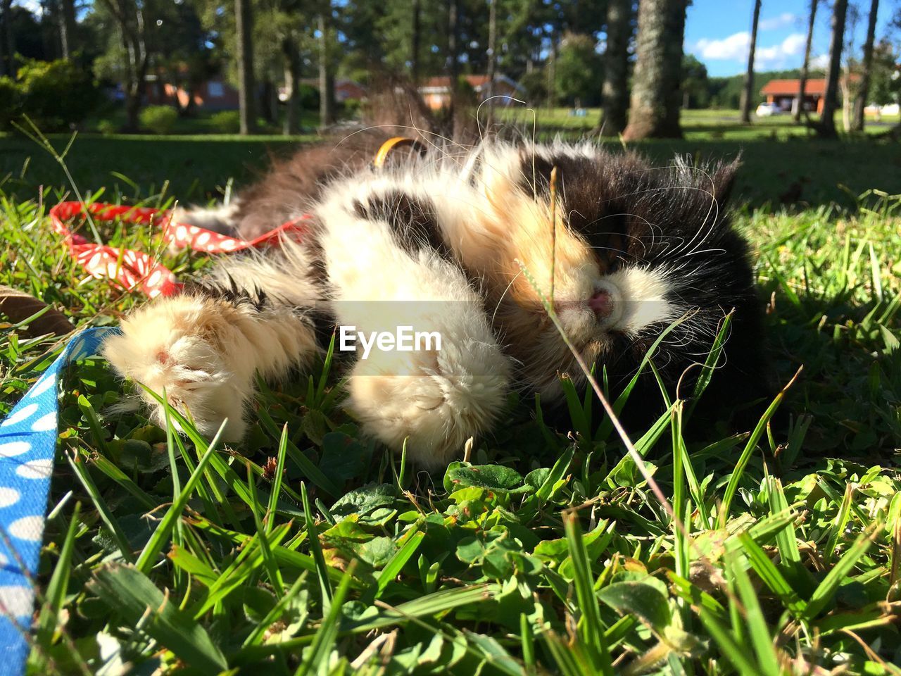 Close-up of cat relaxing on grass