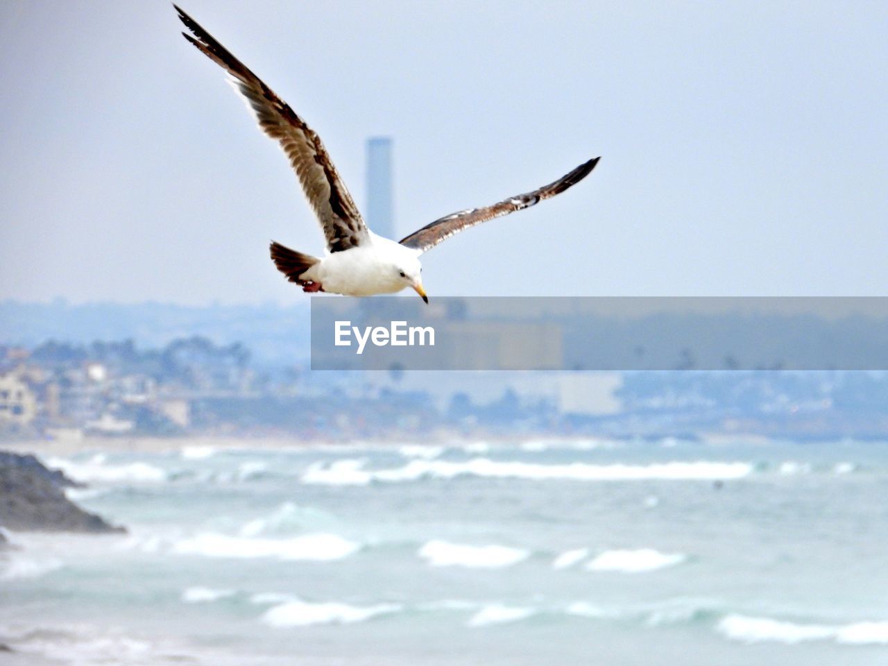 SEAGULL FLYING IN THE SEA