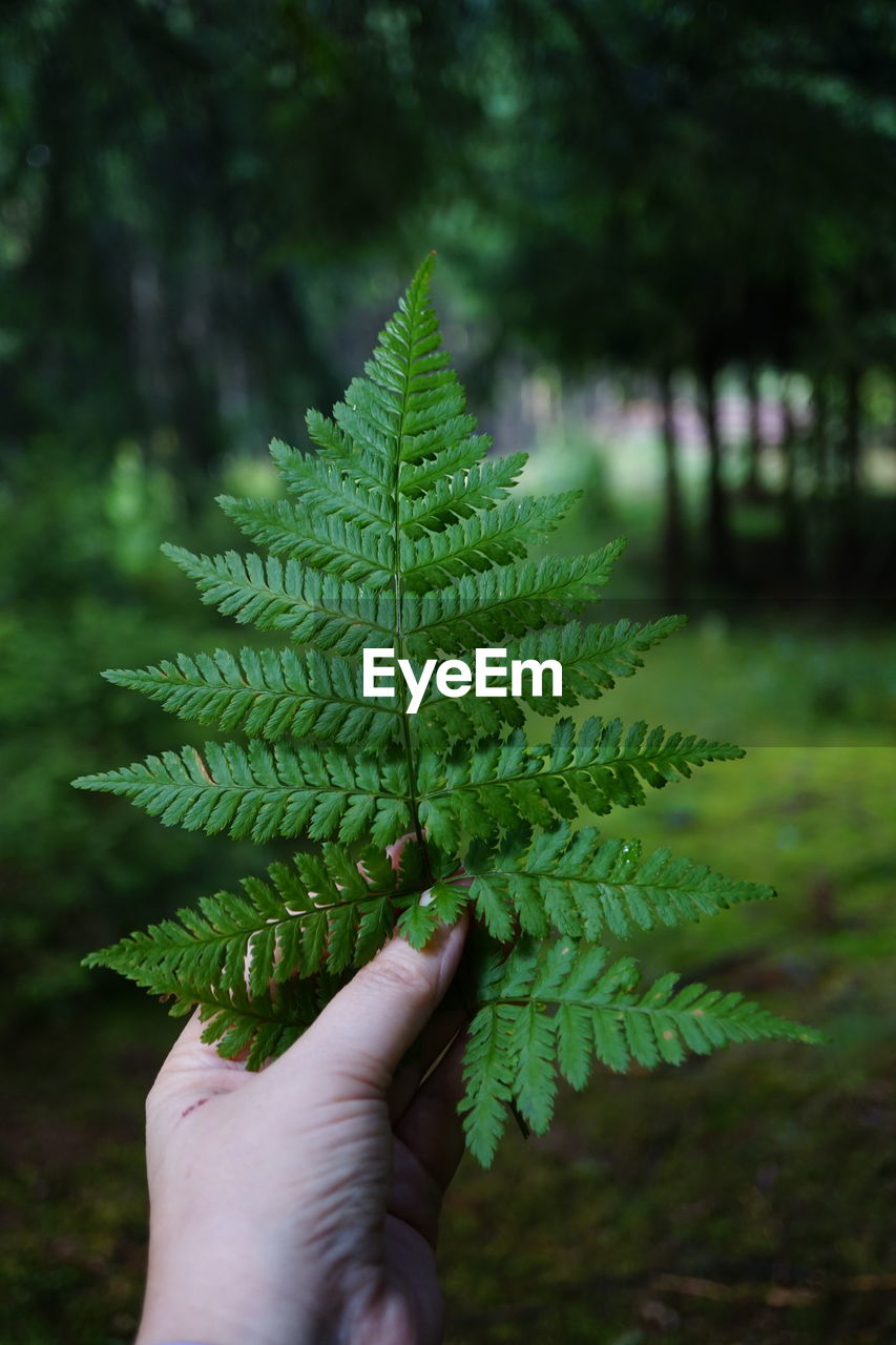 cropped hand of woman holding plant