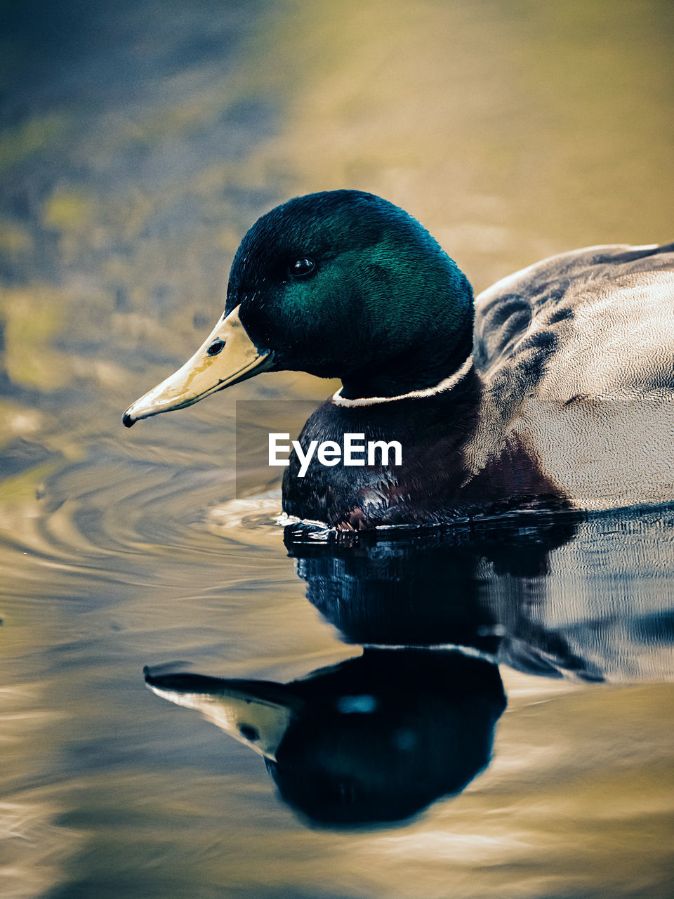 Duck swimming in lake