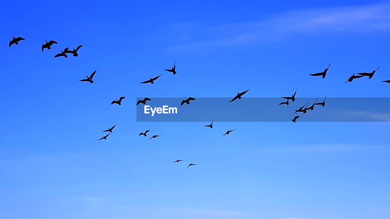 LOW ANGLE VIEW OF SILHOUETTE BIRDS FLYING IN SKY