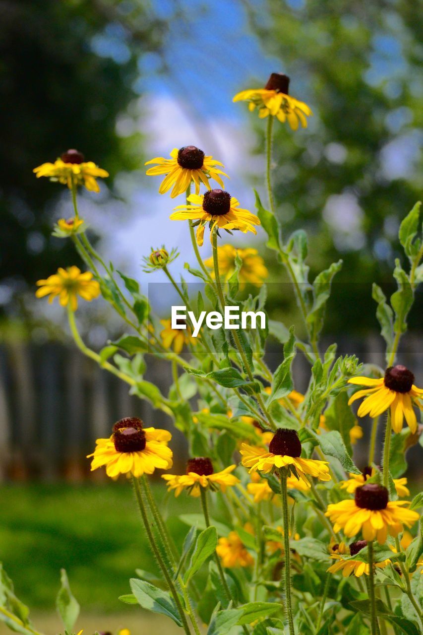 CLOSE-UP OF BUTTERFLY POLLINATING ON YELLOW FLOWER