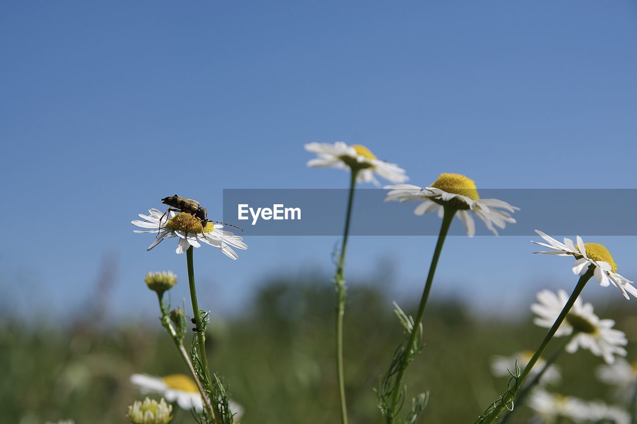 Close-up of insect pollinating flower