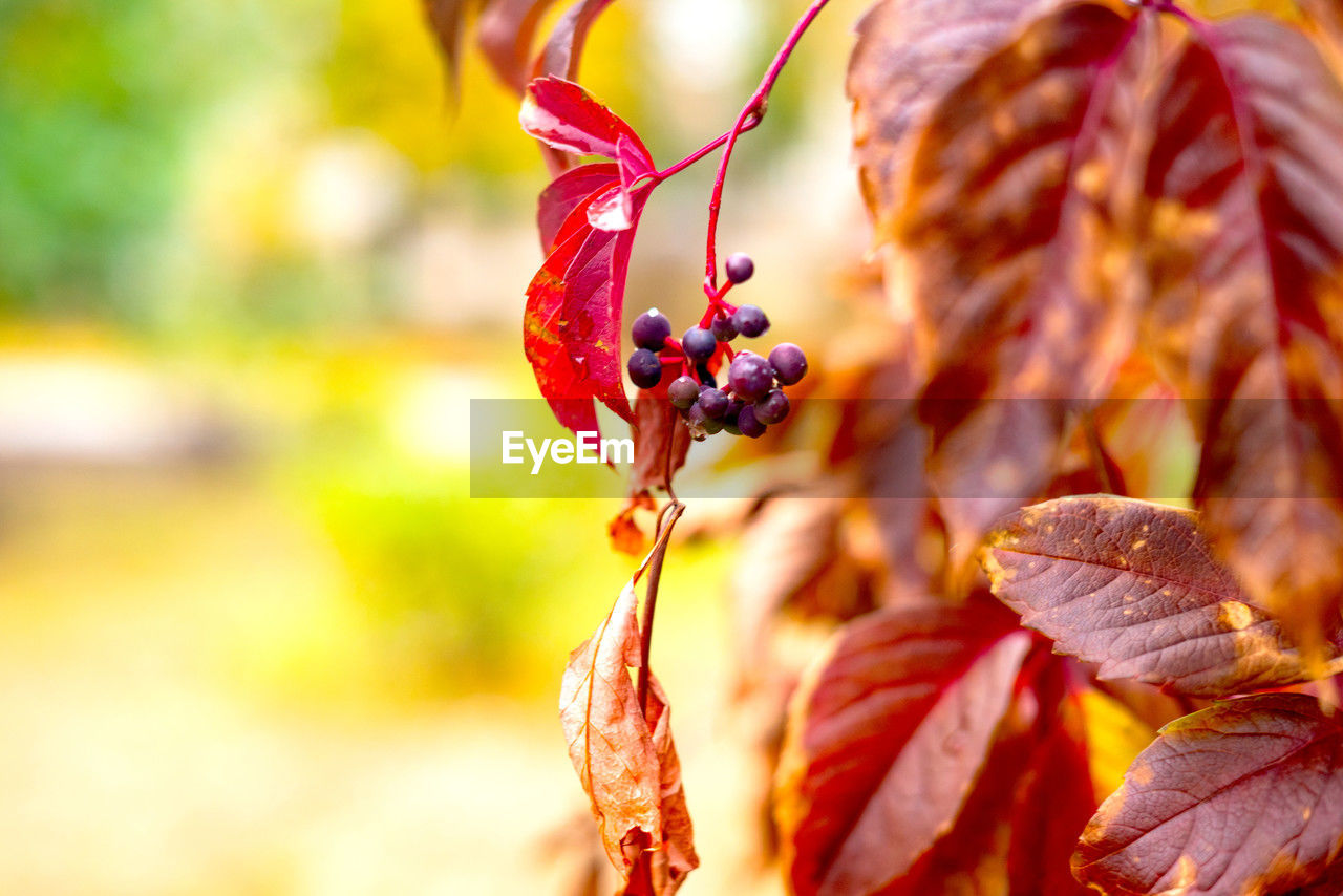 autumn, red, plant part, leaf, plant, nature, tree, flower, close-up, beauty in nature, focus on foreground, macro photography, food, no people, food and drink, fruit, branch, outdoors, sunlight, day, healthy eating, dry, produce, orange color, freshness, growth, selective focus, tranquility, multi colored, land, environment, landscape