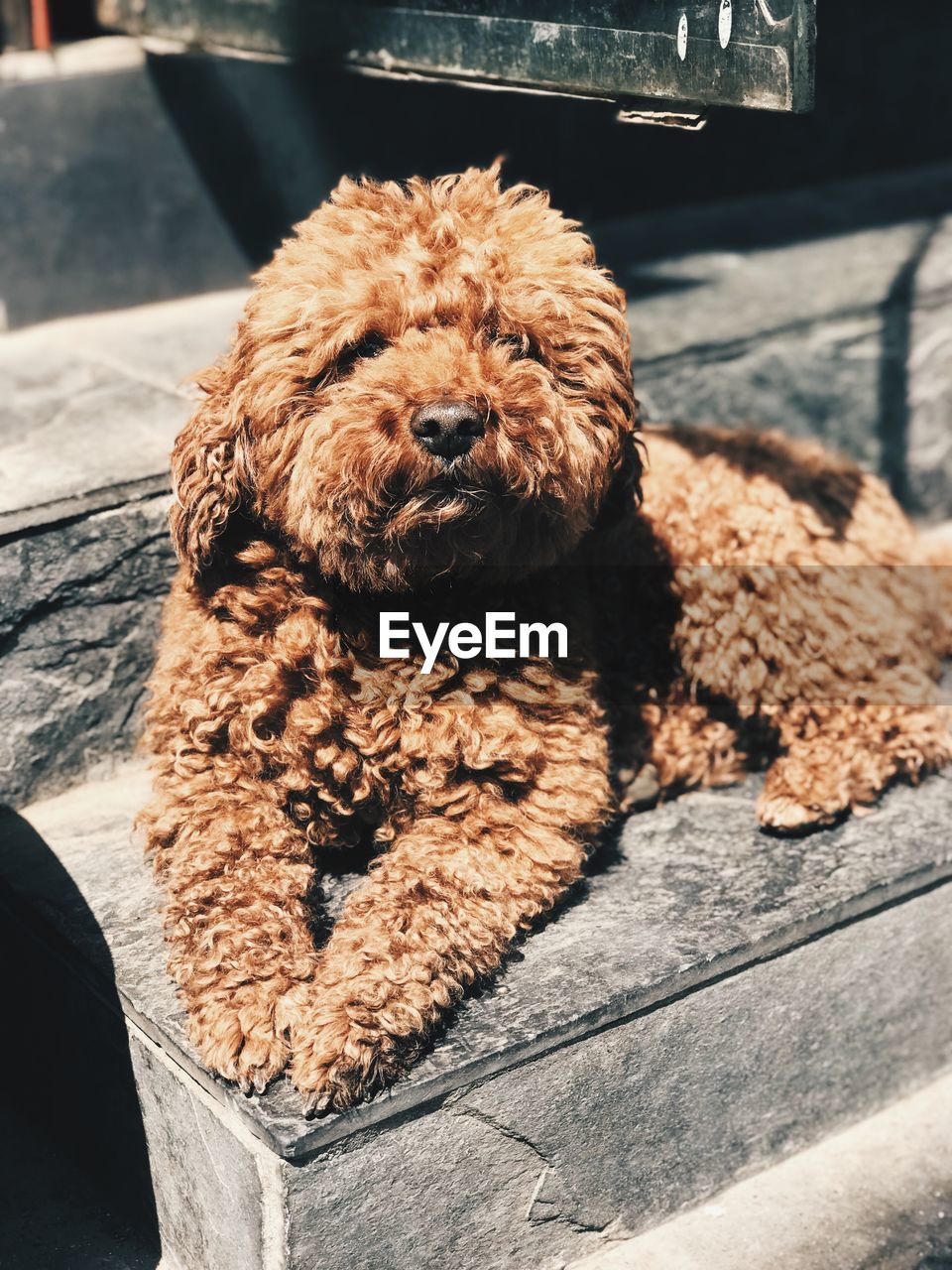 CLOSE-UP PORTRAIT OF DOG RELAXING ON WOOD