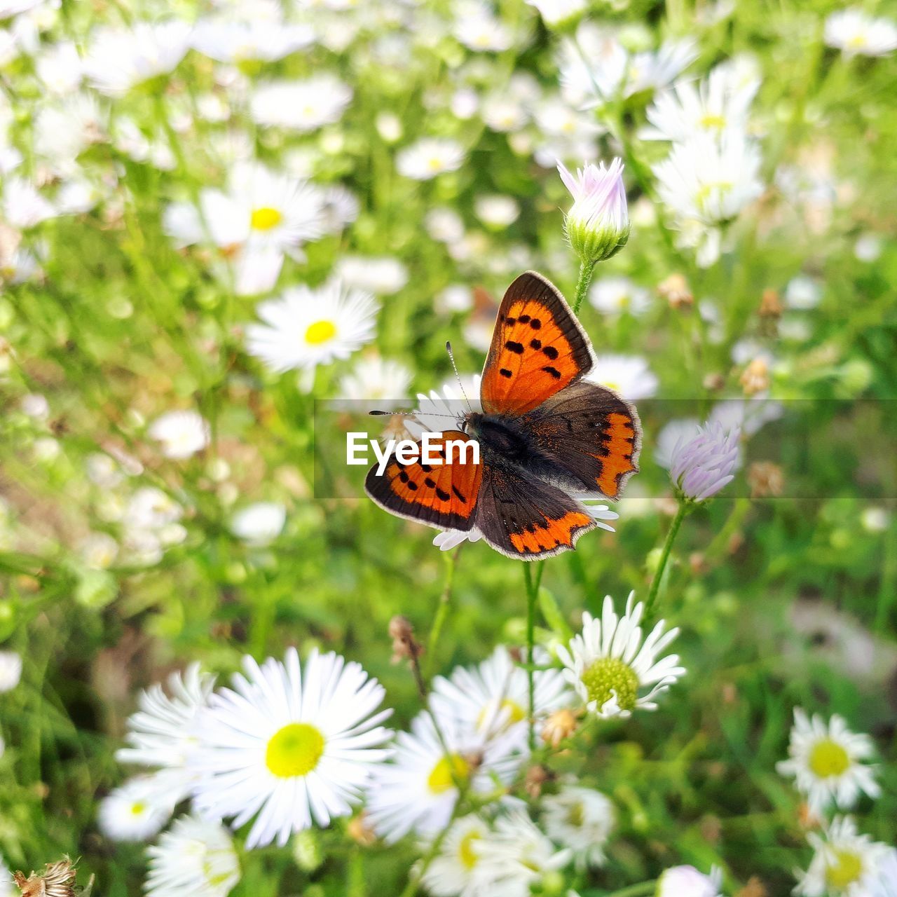 Butterfly on flower