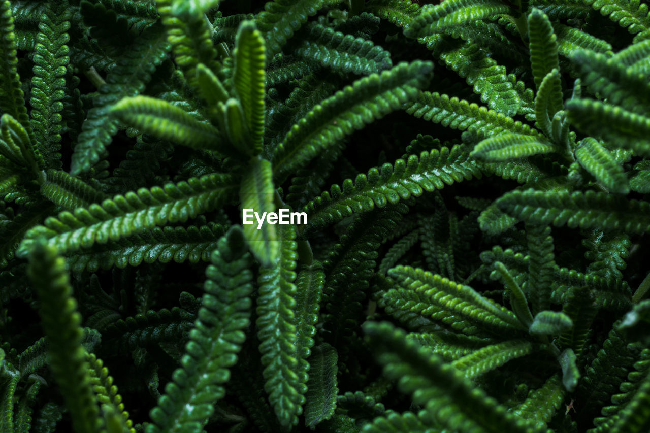 Full frame shot of lavender leafs 