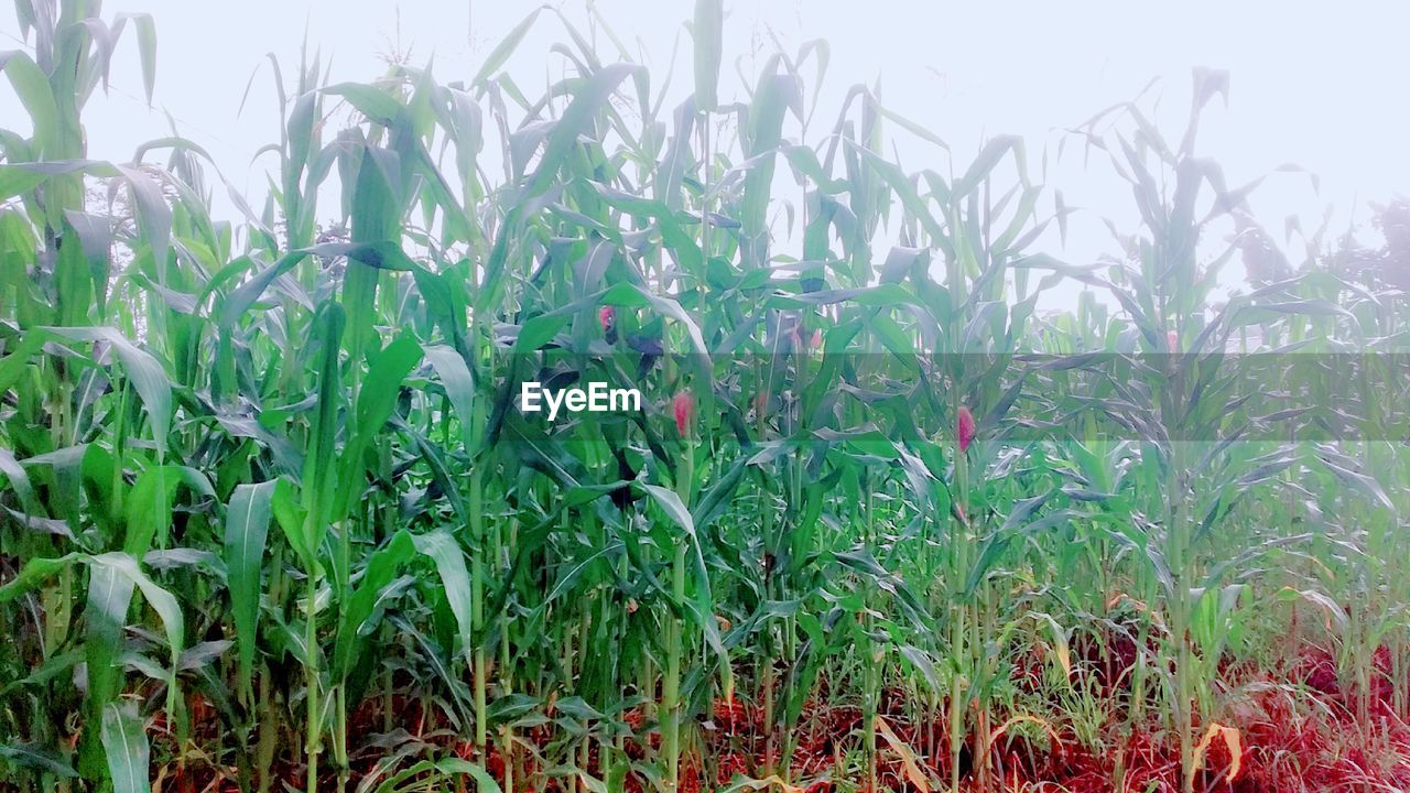 CROPS GROWING ON FIELD