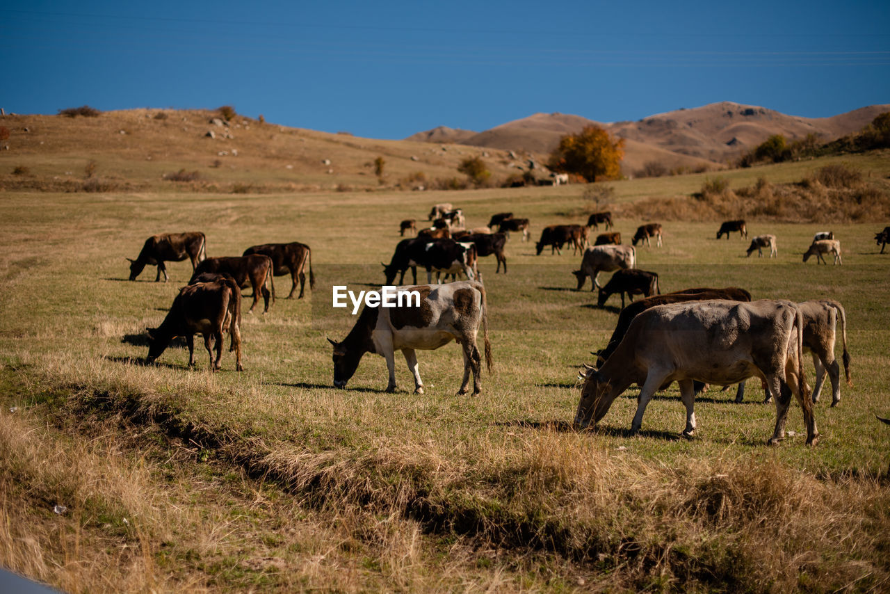 A herd of cows grazes in the mountains in a picturesque view