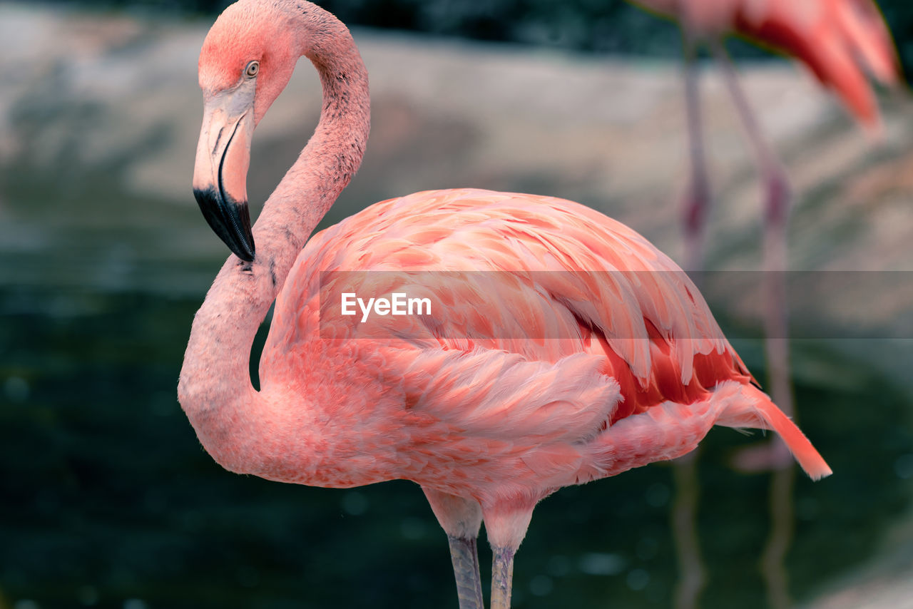 close-up of flamingo