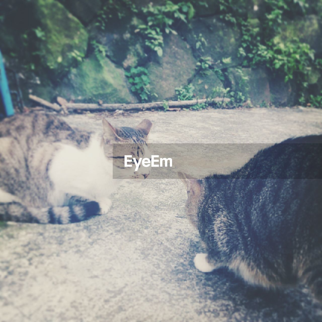 Close-up of two cats looking at each other