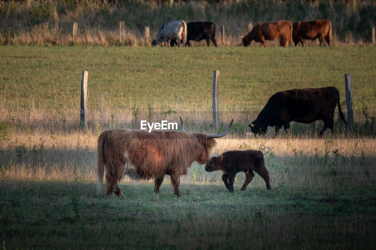 HORSE GRAZING IN A FIELD