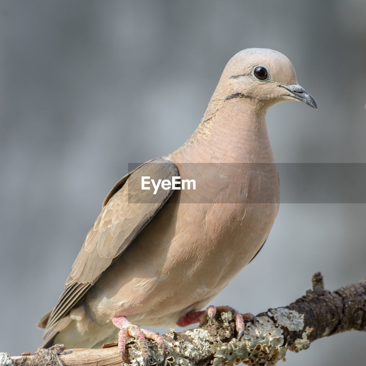 Dove relax