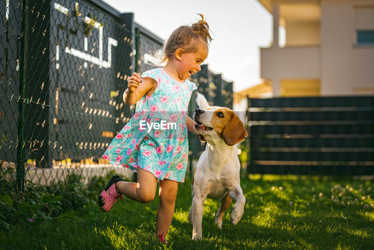 Baby girl running with beagle dog in backyard in summer day. domestic animal with children concept.