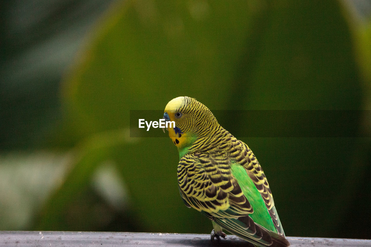 Green budgerigar parakeet bird melopsittacus undulatus perches on a branch, eating seed.