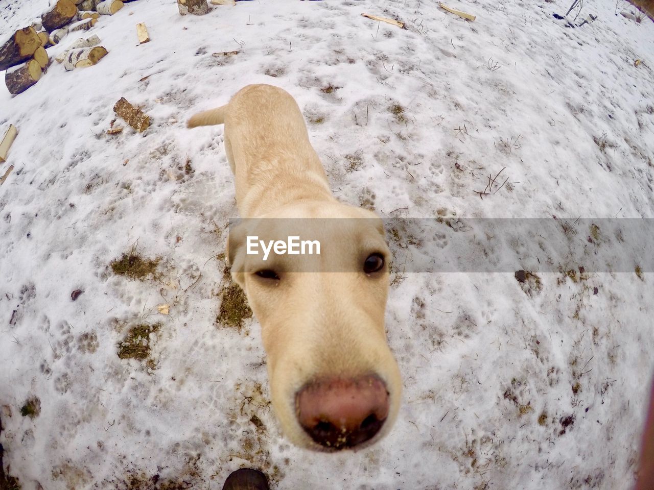 HIGH ANGLE VIEW OF A DOG