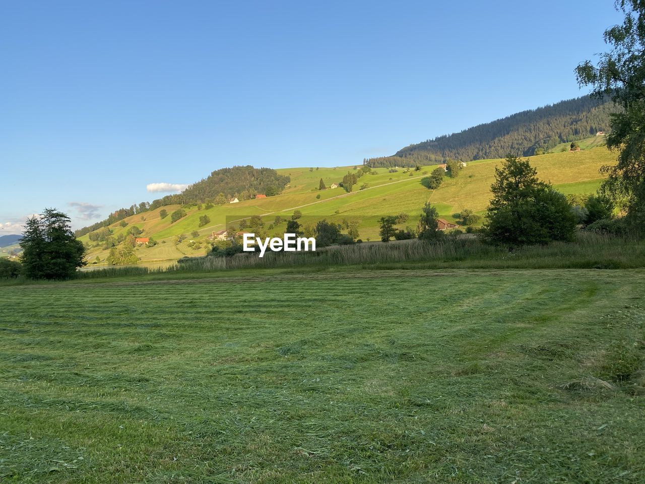 SCENIC VIEW OF GRASSY FIELD AGAINST CLEAR SKY