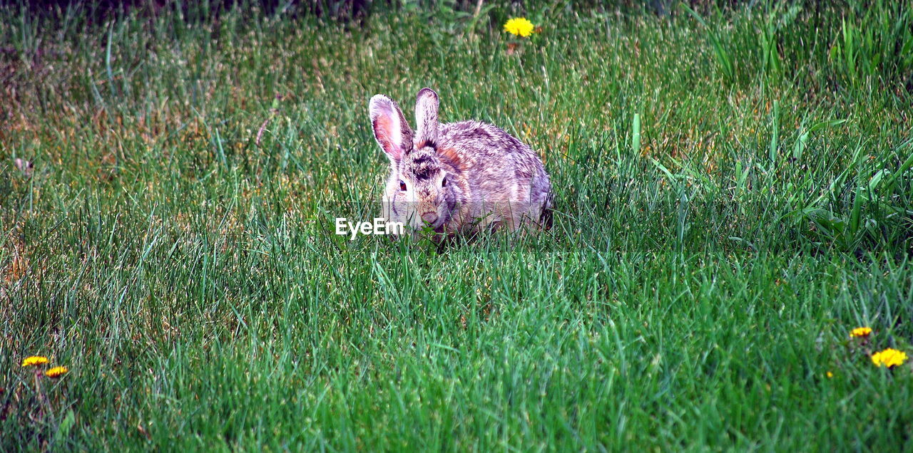 HIGH ANGLE VIEW OF AN ANIMAL ON GRASS