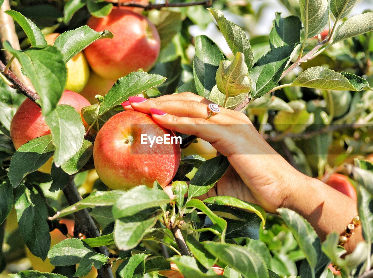 Close-up of a female hand picking apples from a tree