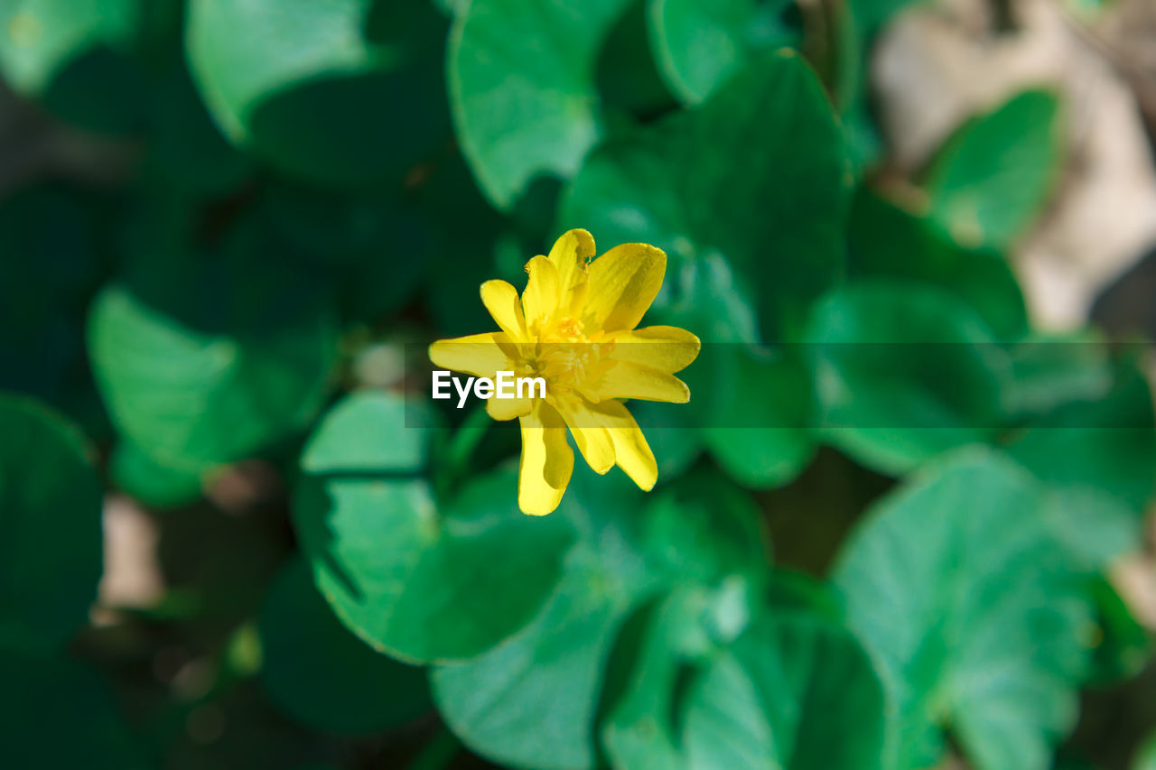 Eranthis flowering plant . yellow spring flower
